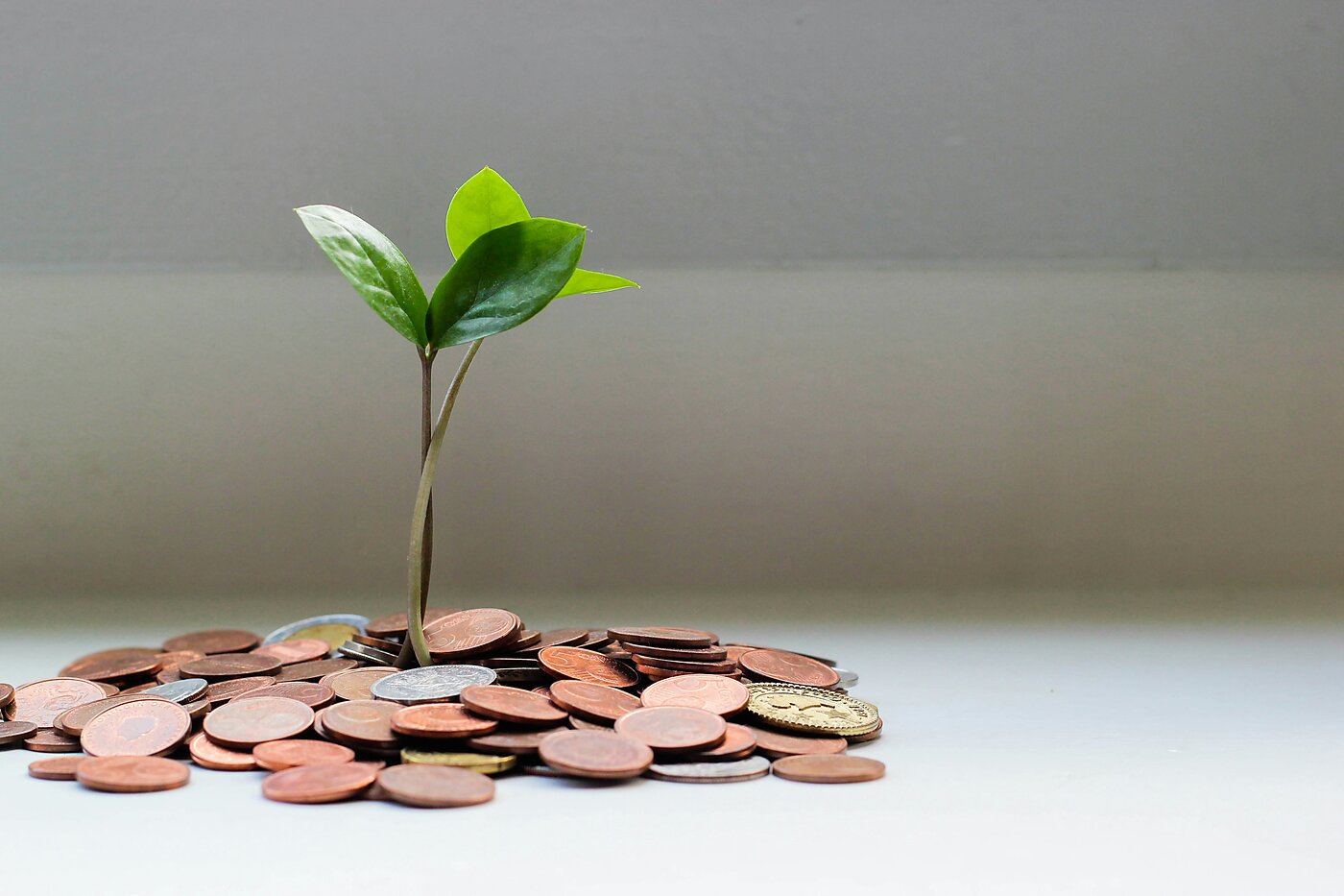 Sapling growing out of coins